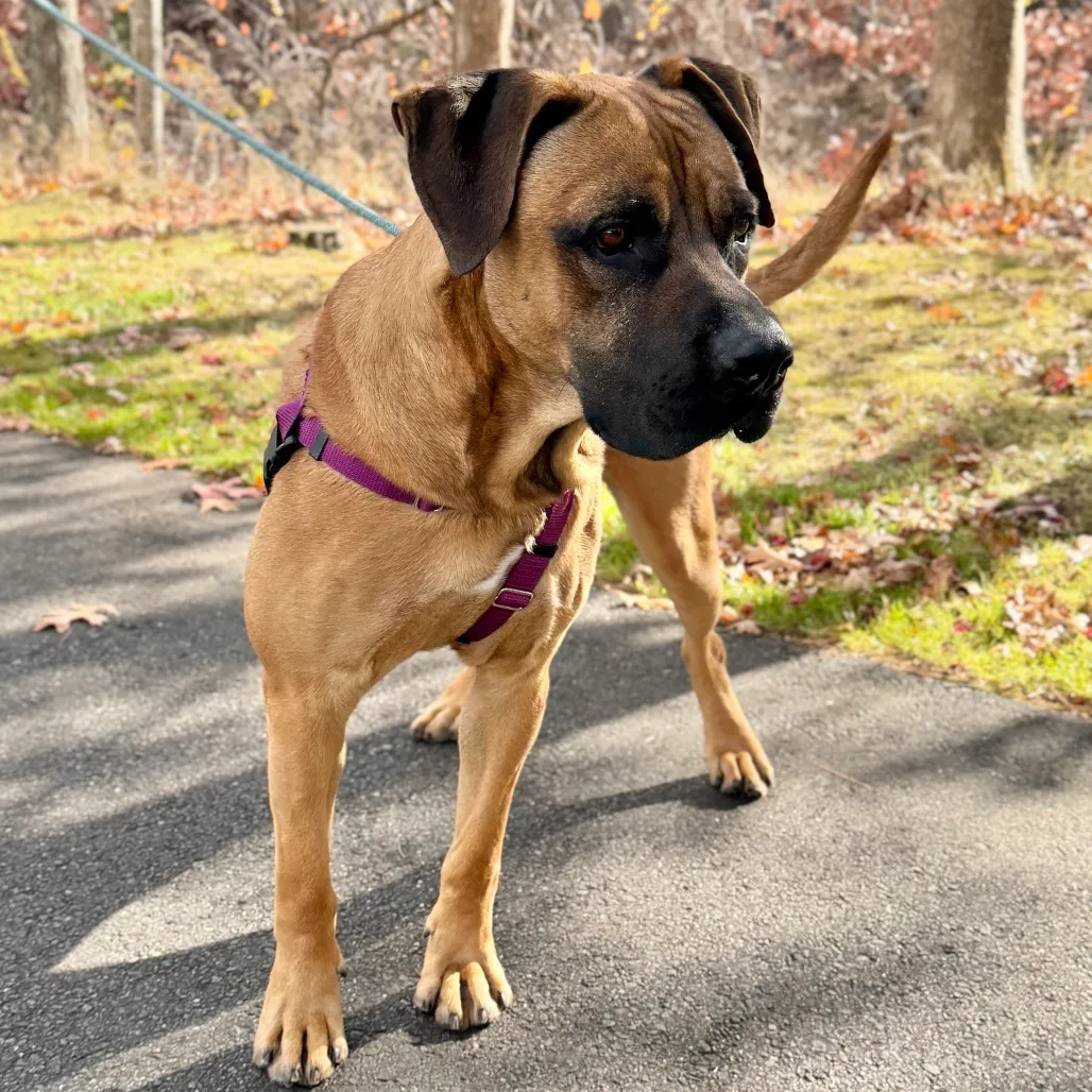 Ollie Mastiff Tan 