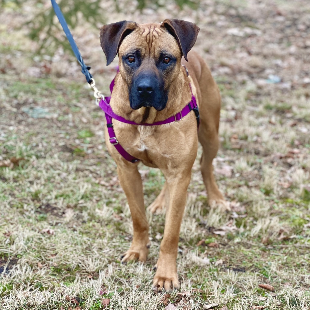 Ollie Mastiff Tan 
