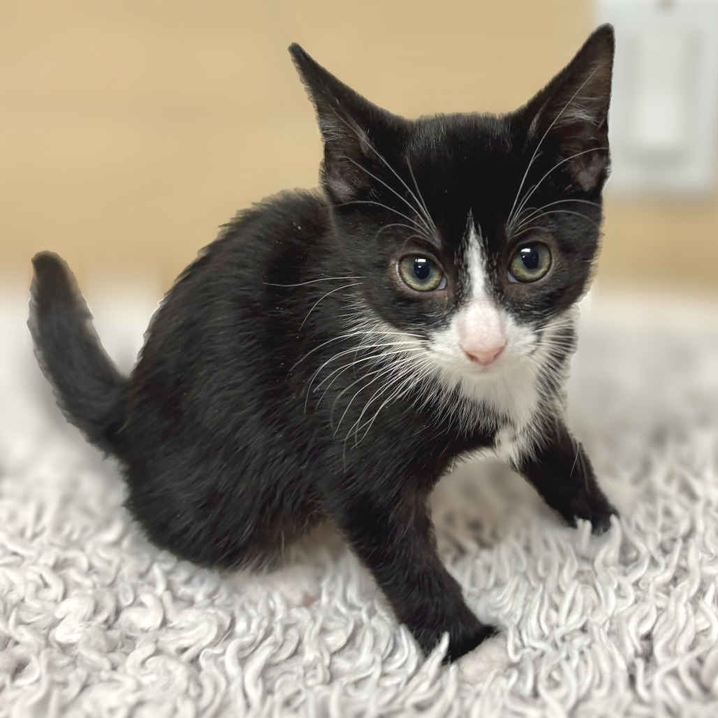 Simba Domestic Shorthair Black 