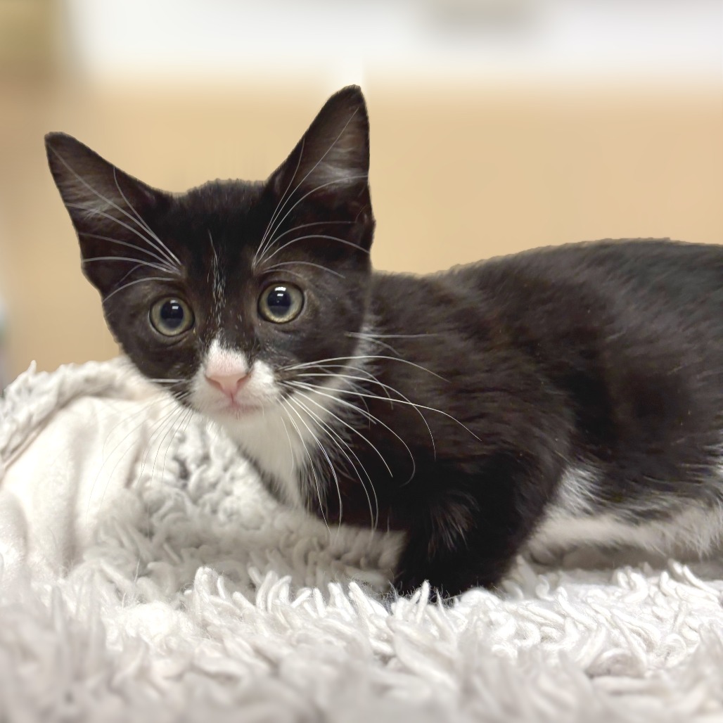 Mufasa Domestic Shorthair Black 