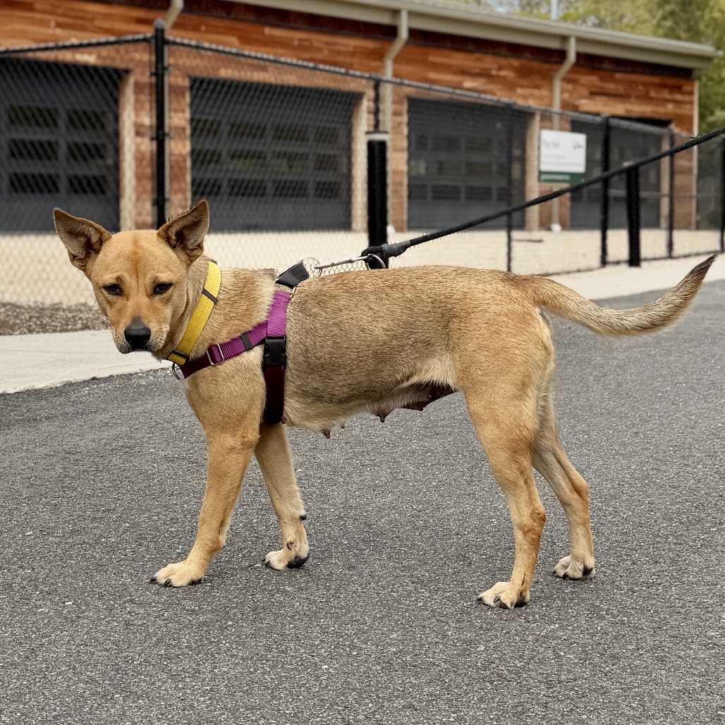 Ravioli Shepherd Tan 