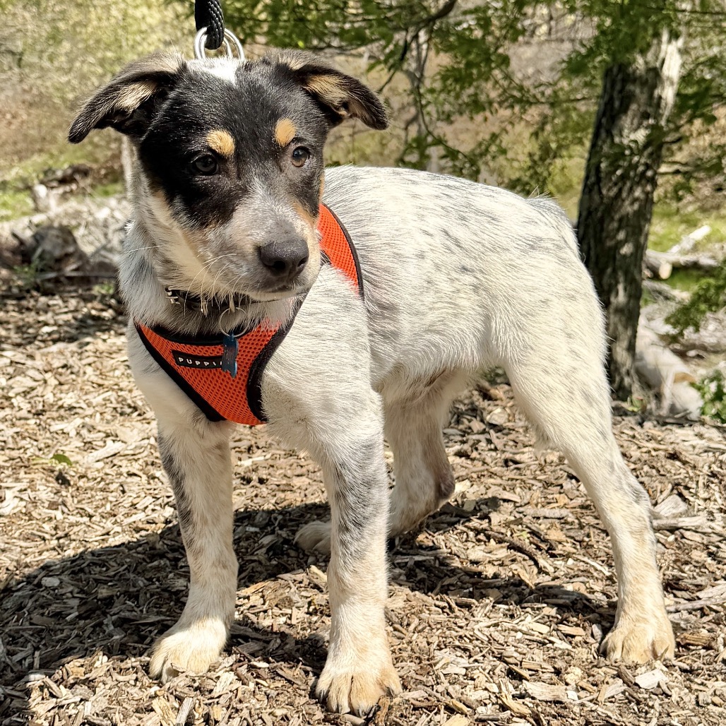 Fagioli American Blue Heeler/Mixed Breed (Small) Black Tricolor