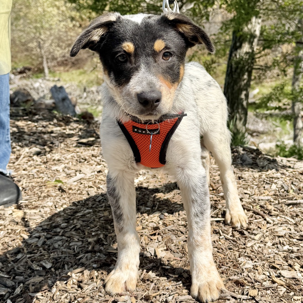 Fagioli American Blue Heeler/Mixed Breed (Small) Black Tricolor