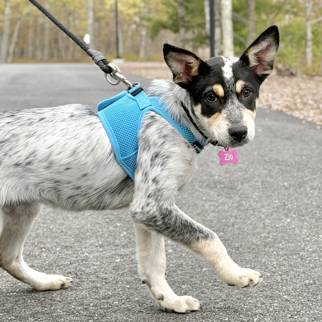 Ziti American Blue Heeler/Mixed Breed (Small) Black Tricolor
