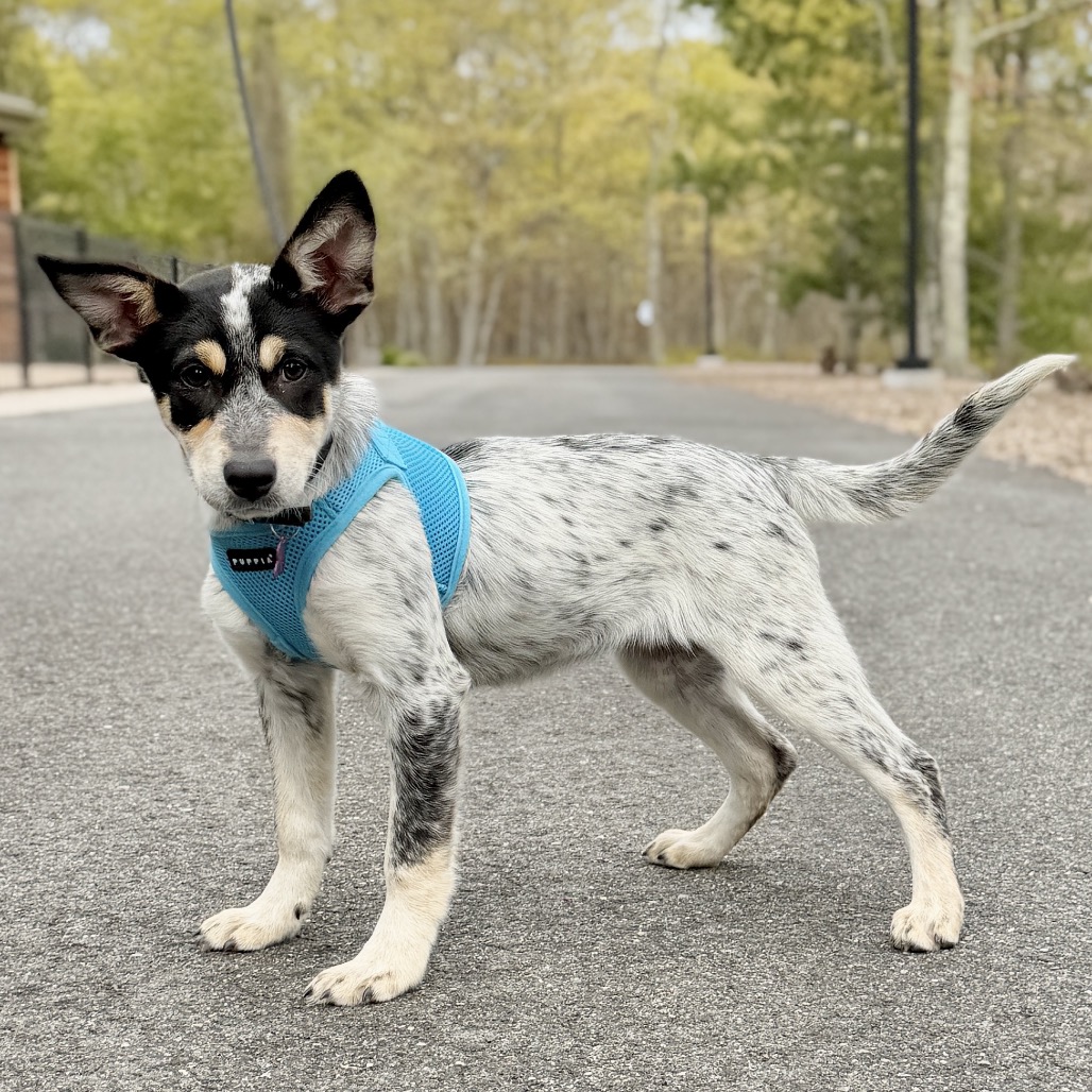 Ziti American Blue Heeler/Mixed Breed (Small) Black Tricolor
