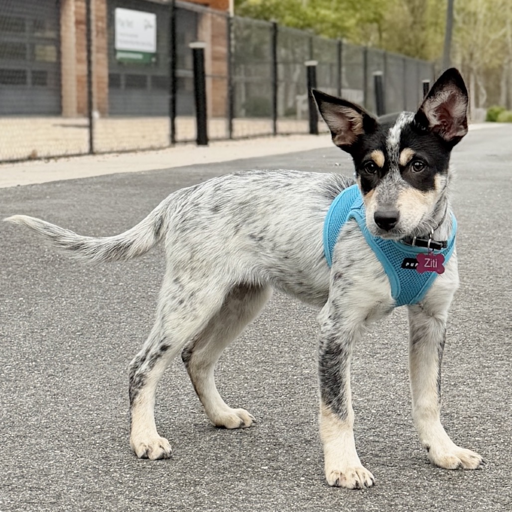 Ziti American Blue Heeler/Mixed Breed (Small) Black Tricolor