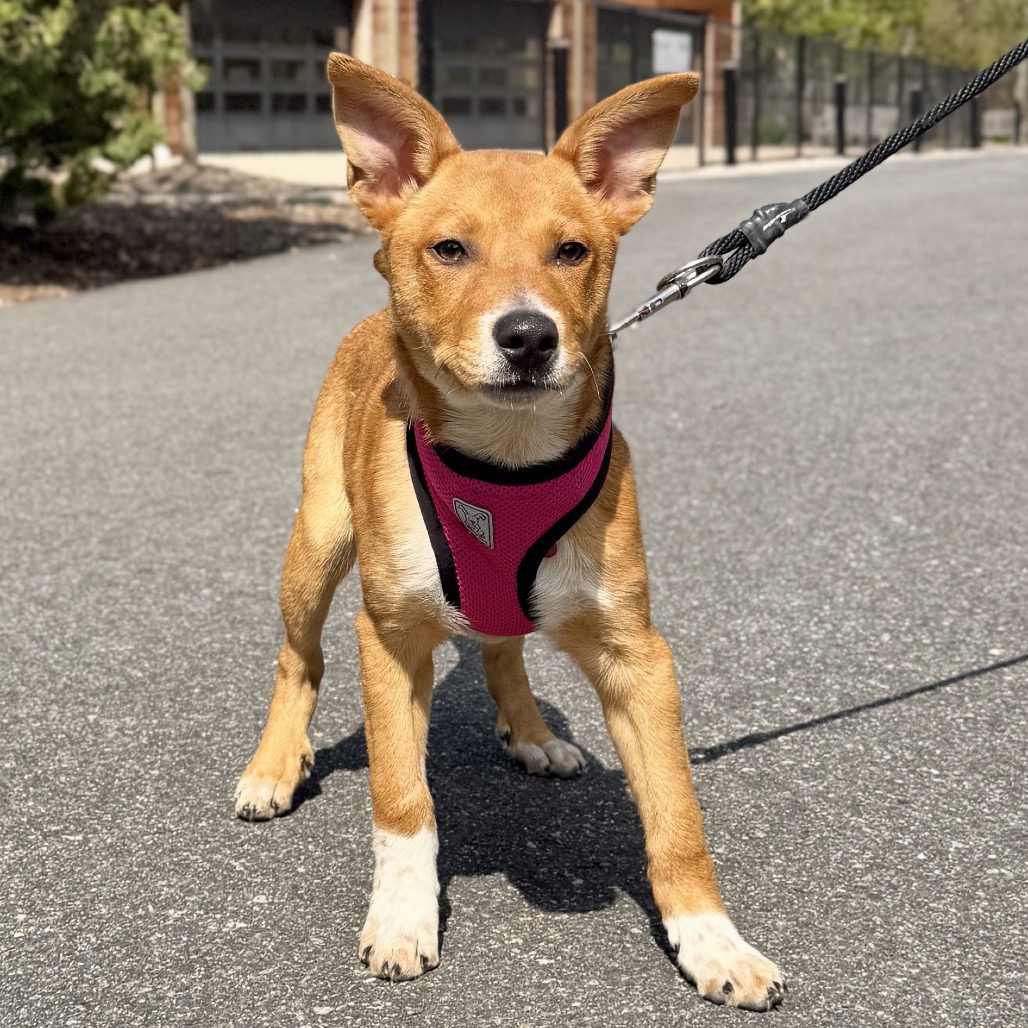 Macaroni American Blue Heeler/Mixed Breed (Small) Brown None