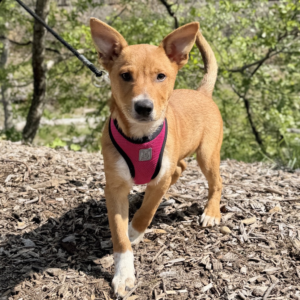 Macaroni American Blue Heeler/Mixed Breed (Small) Brown None