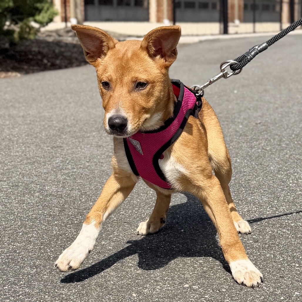 Macaroni American Blue Heeler/Mixed Breed (Small) Brown None