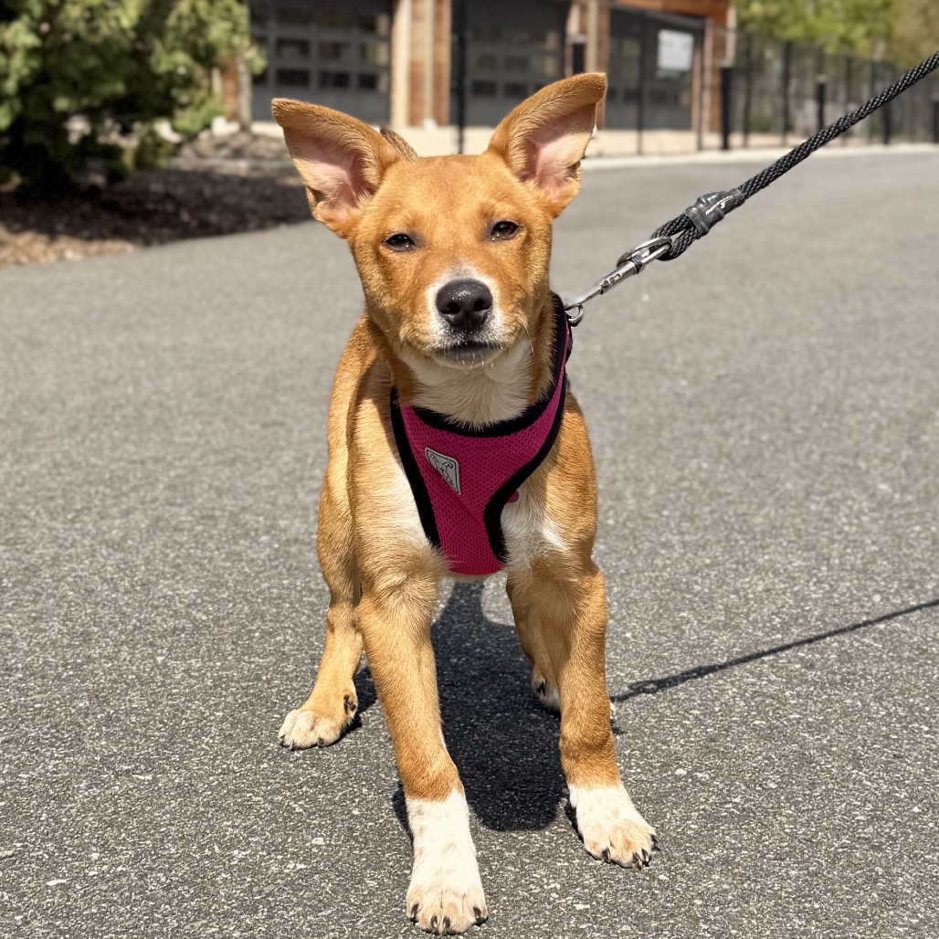 Macaroni American Blue Heeler/Mixed Breed (Small) Brown None