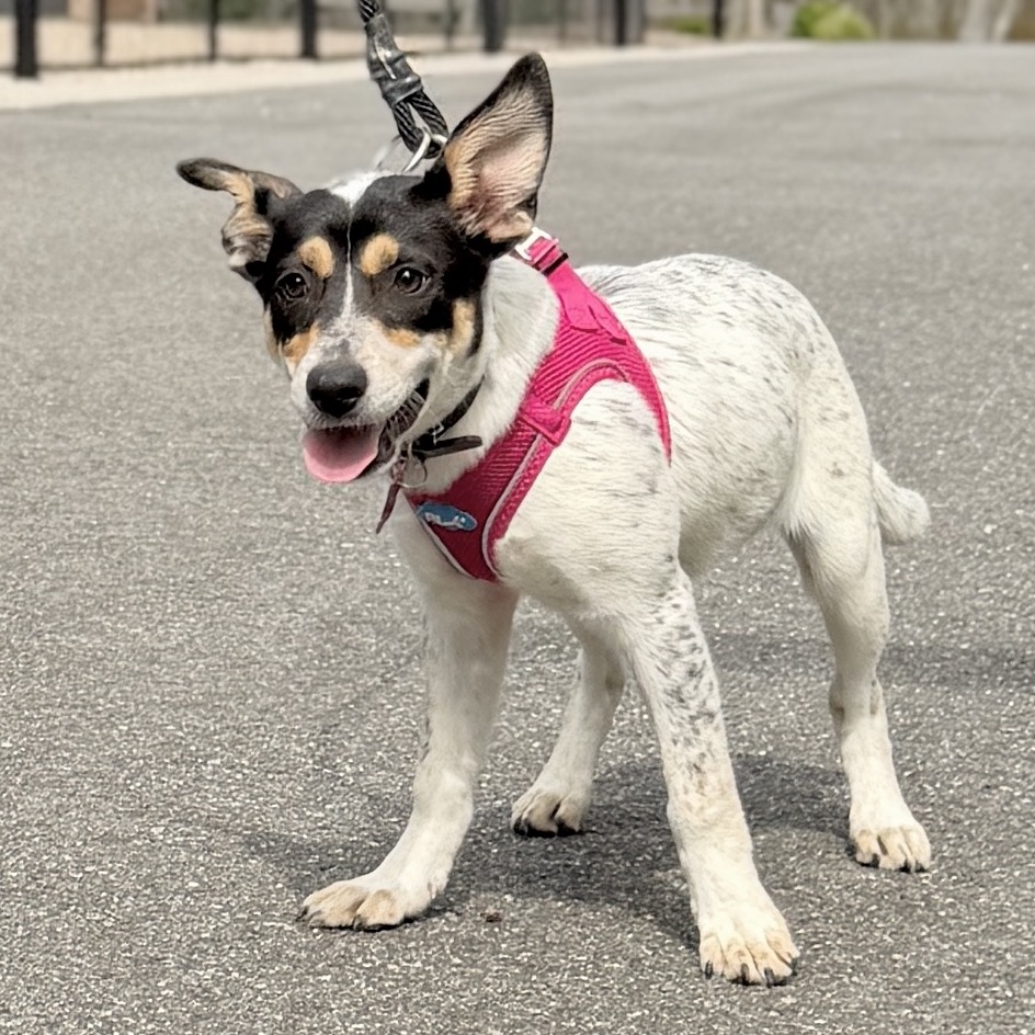 Fusilli American Blue Heeler/Mixed Breed (Small) Black Tricolor