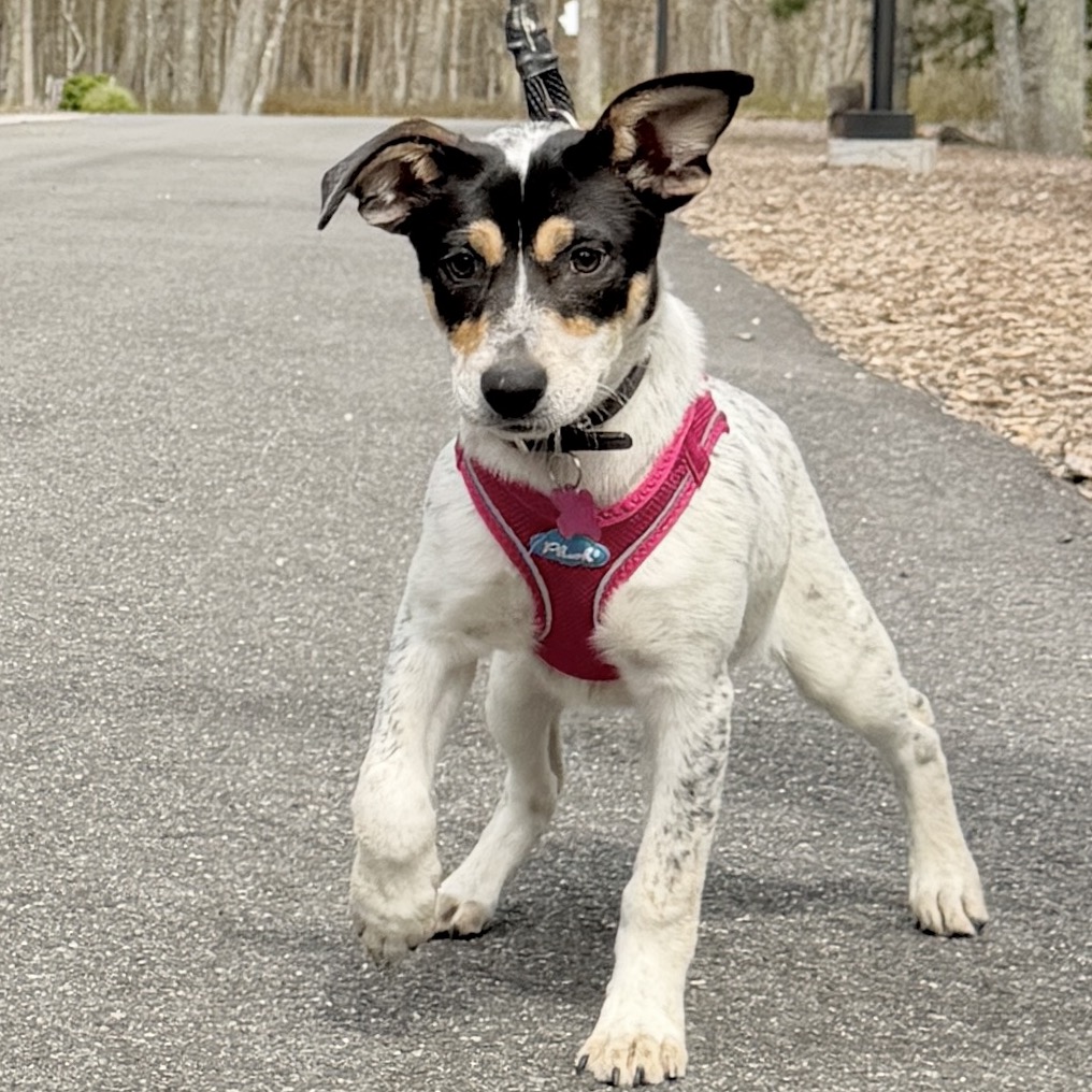 Fusilli American Blue Heeler/Mixed Breed (Small) Black Tricolor