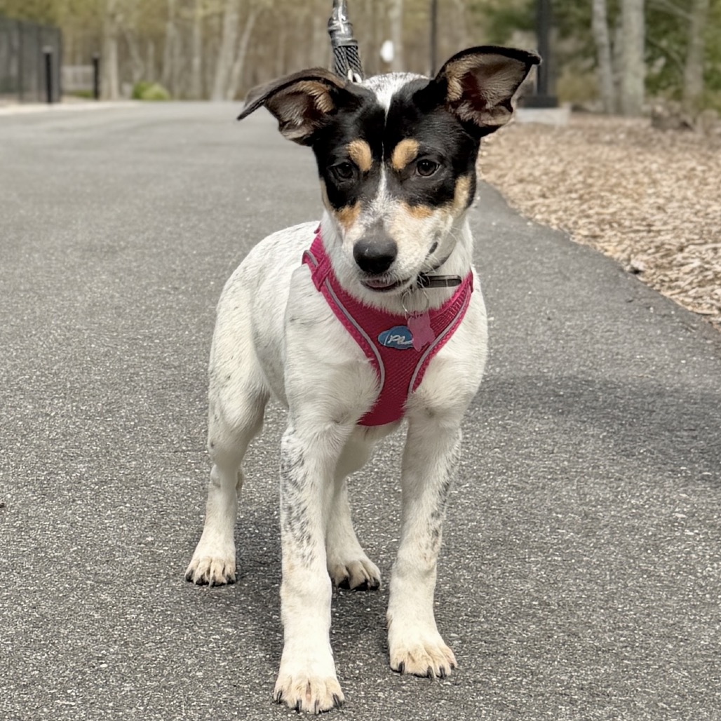 Fusilli American Blue Heeler/Mixed Breed (Small) Black Tricolor