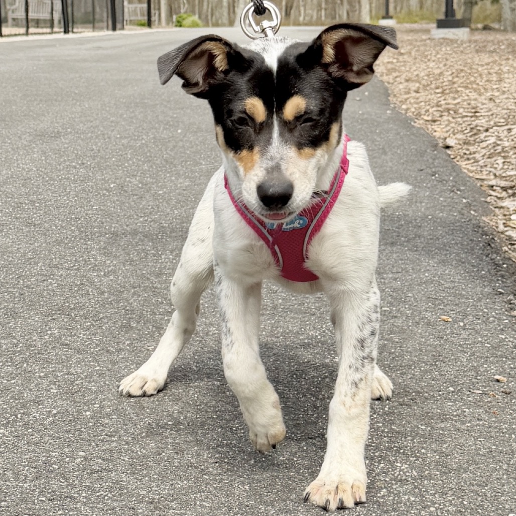 Fusilli American Blue Heeler/Mixed Breed (Small) Black Tricolor