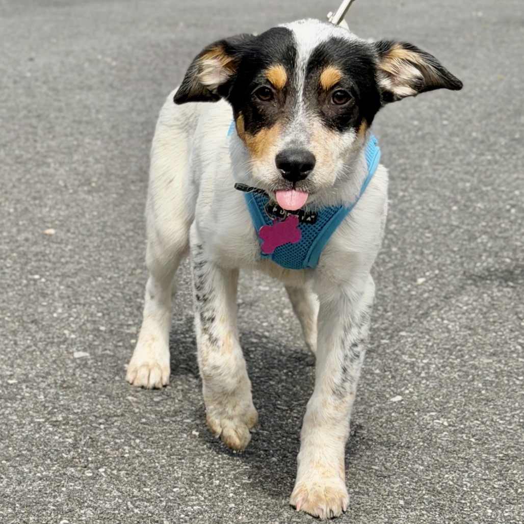 Farfalle American Blue Heeler/Mixed Breed (Small) Black Tricolor