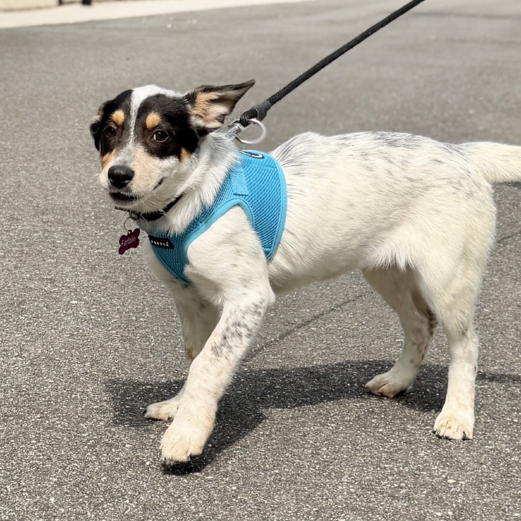 Farfalle American Blue Heeler/Mixed Breed (Small) Black Tricolor