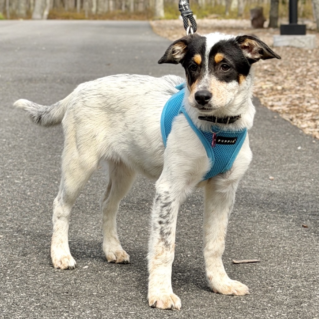 Farfalle American Blue Heeler/Mixed Breed (Small) Black Tricolor