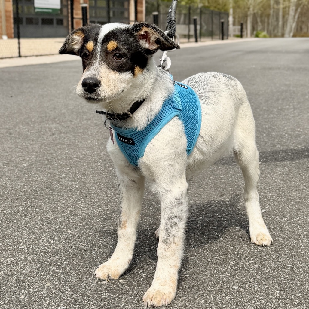 Farfalle American Blue Heeler/Mixed Breed (Small) Black Tricolor