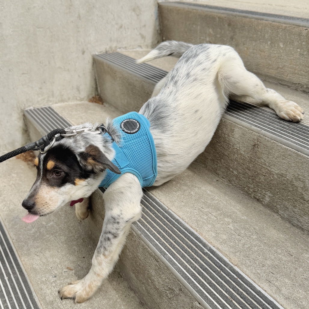 Farfalle American Blue Heeler/Mixed Breed (Small) Black Tricolor