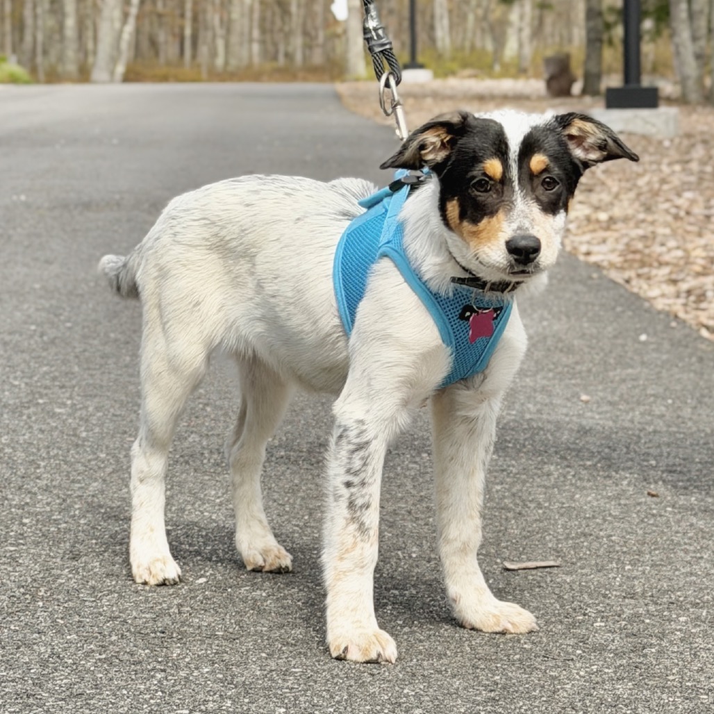 Farfalle American Blue Heeler/Mixed Breed (Small) Black Tricolor