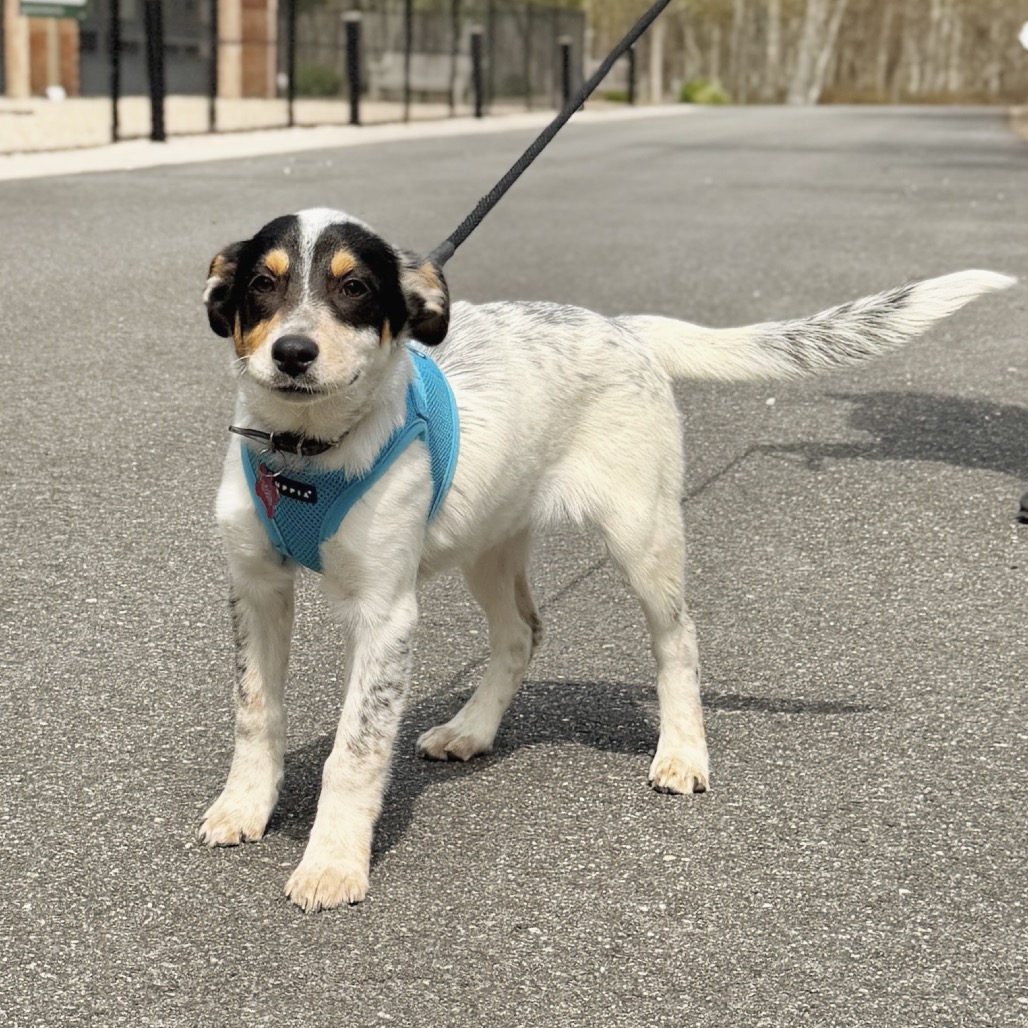 Farfalle American Blue Heeler/Mixed Breed (Small) Black Tricolor