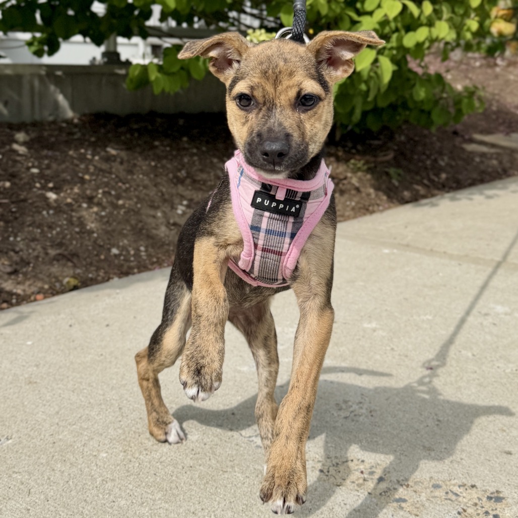 Biscotti Terrier/Mixed Breed (Small) Black 