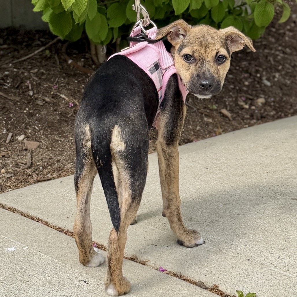 Biscotti Terrier/Mixed Breed (Small) Black 