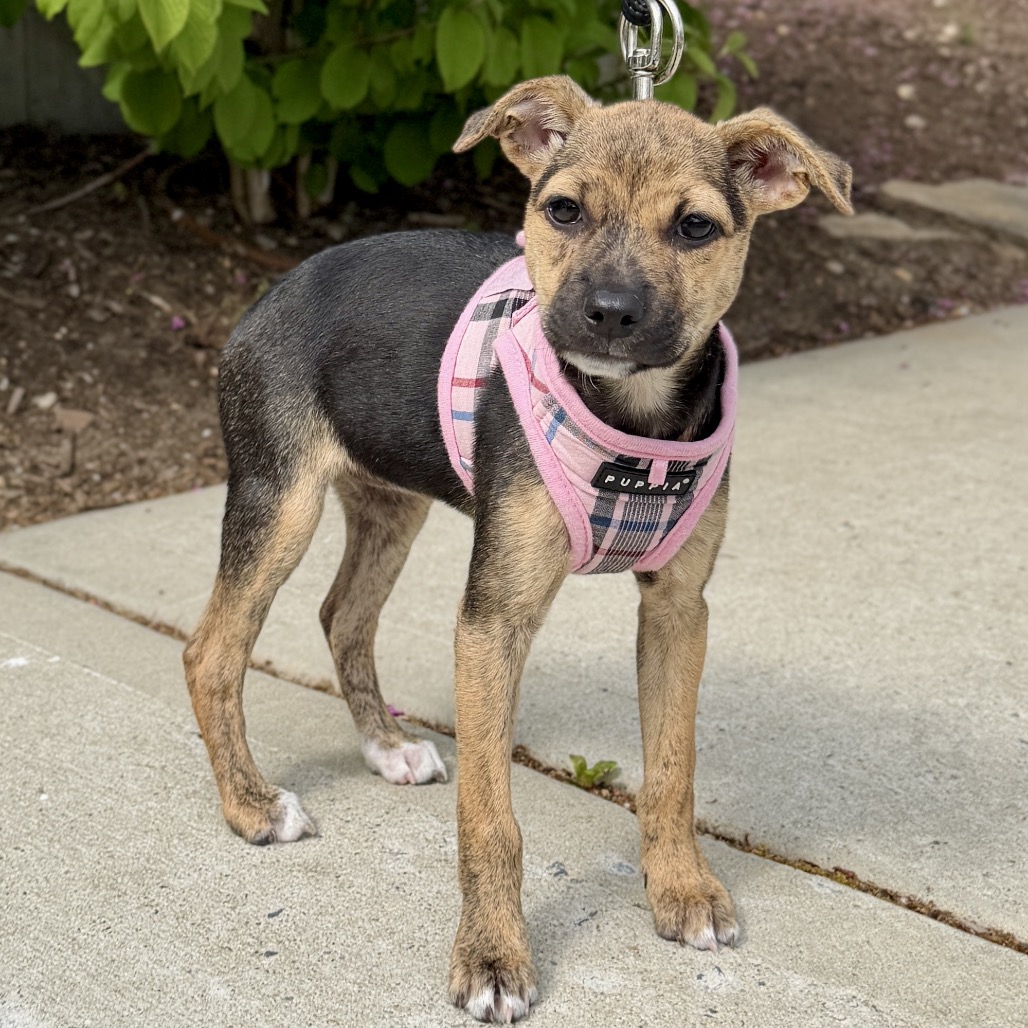 Biscotti Terrier/Mixed Breed (Small) Black 