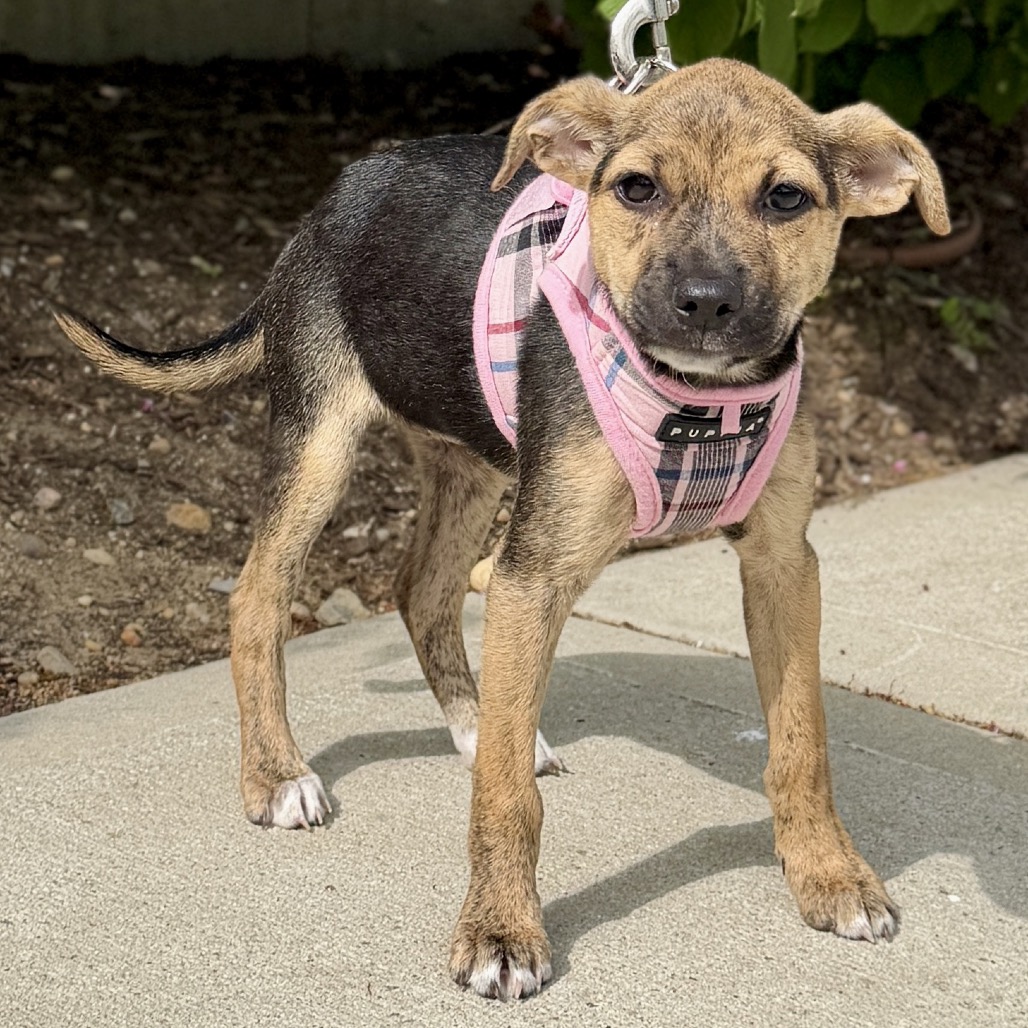 Biscotti Terrier/Mixed Breed (Small) Black 