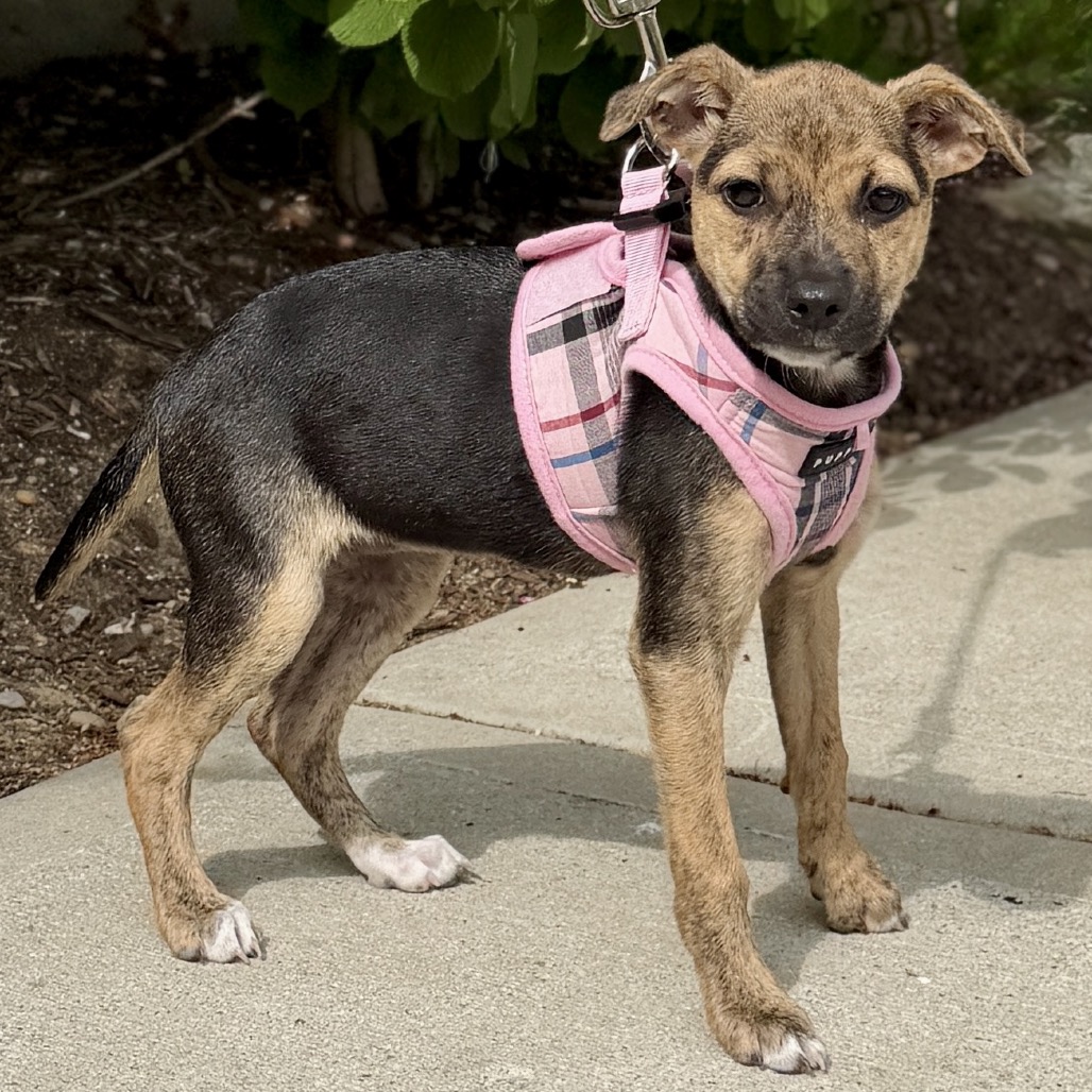 Biscotti Terrier/Mixed Breed (Small) Black 