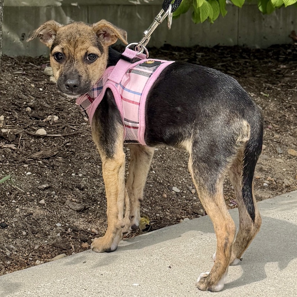 Biscotti Terrier/Mixed Breed (Small) Black 