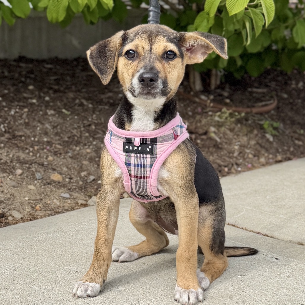 Tiramisu Terrier/Mixed Breed (Small) Brown/Black None
