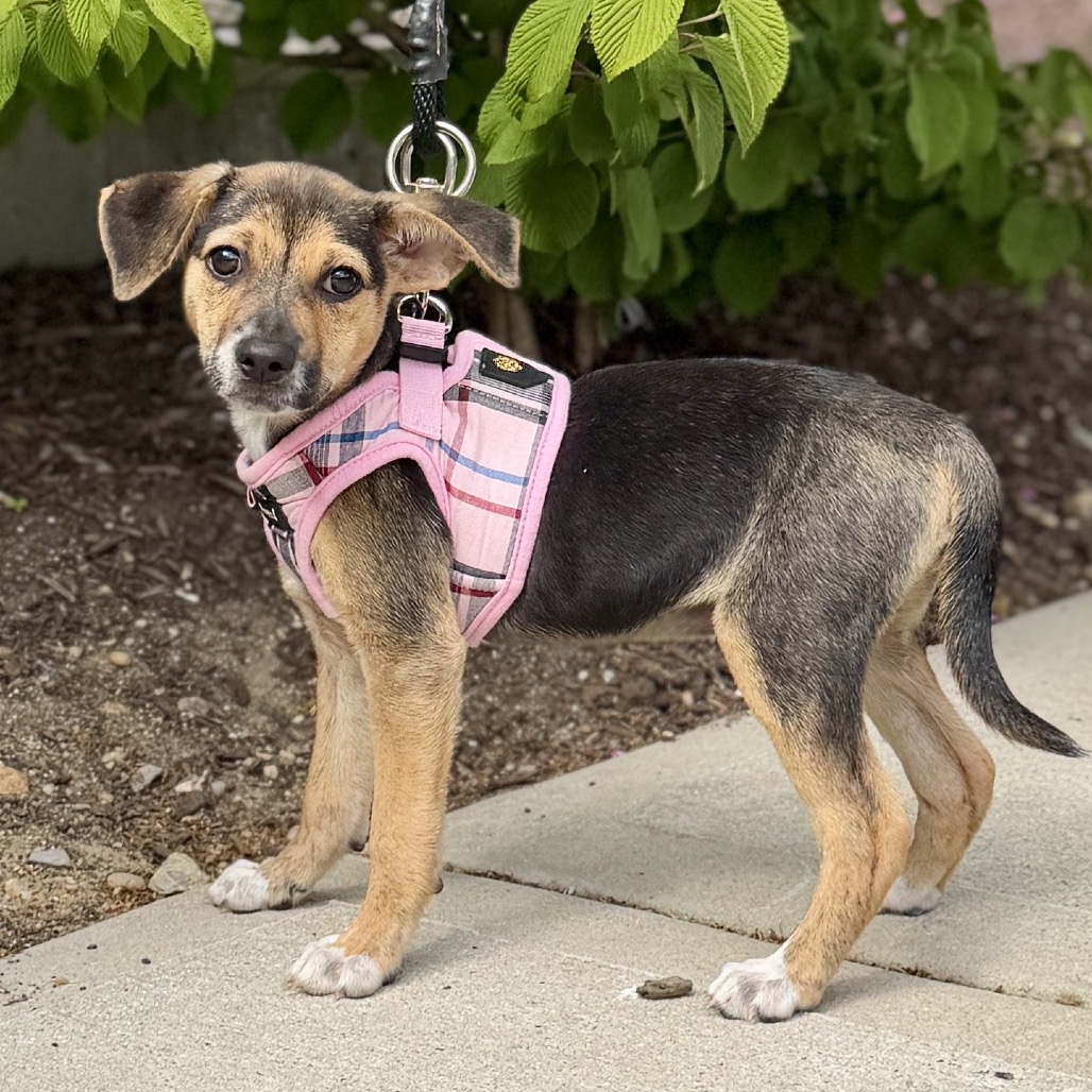 Tiramisu Terrier/Mixed Breed (Small) Brown/Black None
