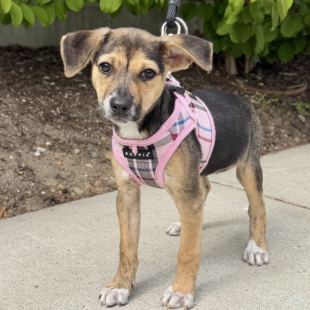 Tiramisu Terrier/Mixed Breed (Small) Brown/Black None
