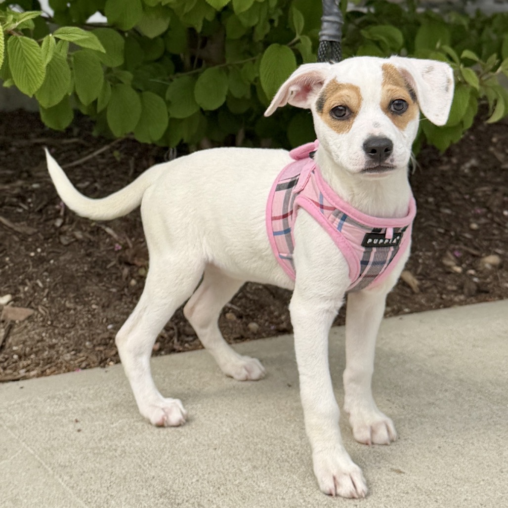 Zeppole Terrier/Mixed Breed (Small) White None
