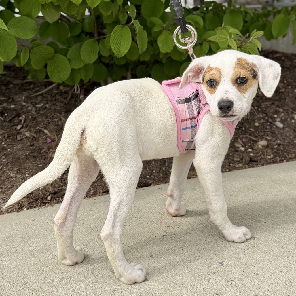 Zeppole Terrier/Mixed Breed (Small) White None