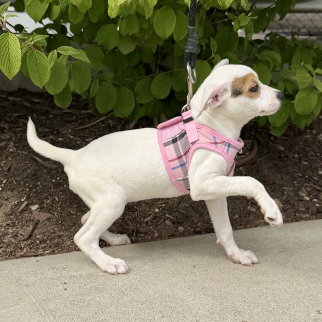 Zeppole Terrier/Mixed Breed (Small) White None