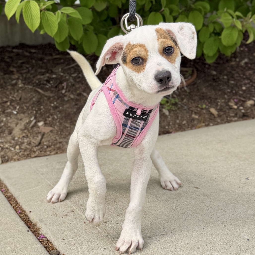 Zeppole Terrier/Mixed Breed (Small) White None