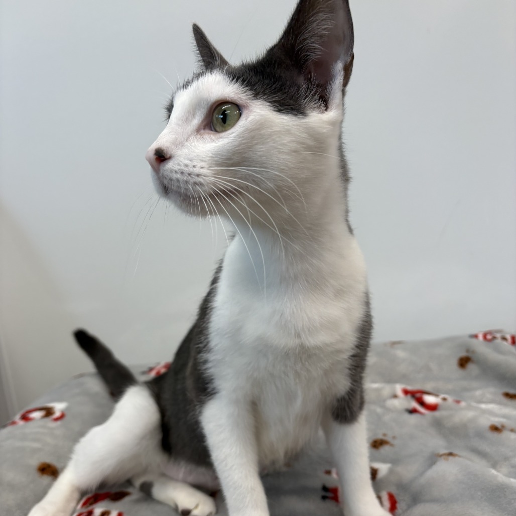 Bindi The Jungle Girl Domestic Shorthair White 