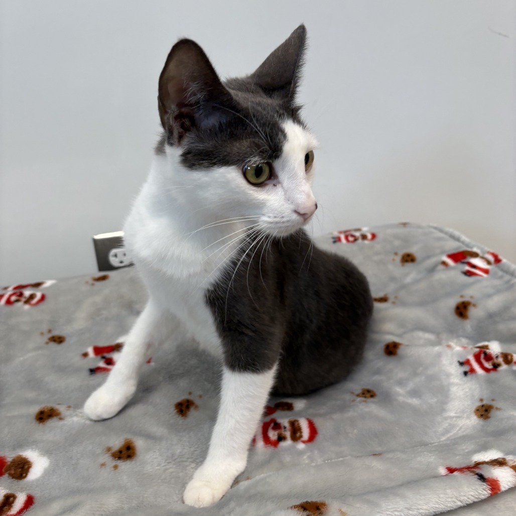 Bindi The Jungle Girl Domestic Shorthair White 