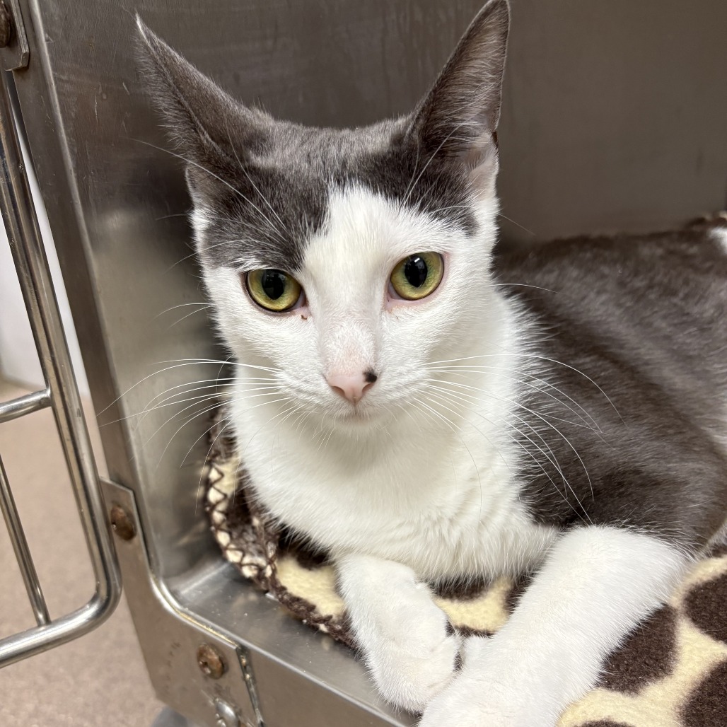Bindi The Jungle Girl Domestic Shorthair White 