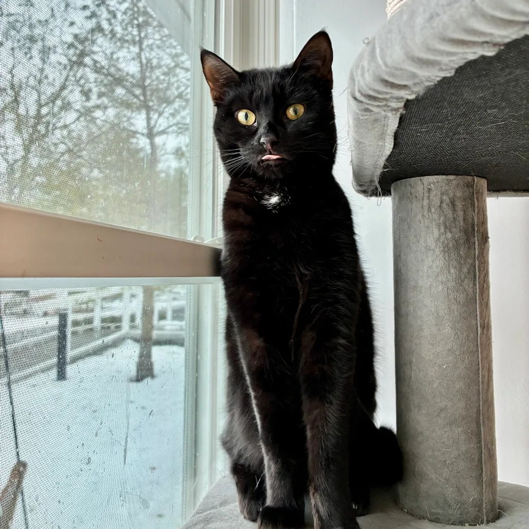 Onyx Domestic Shorthair Black None