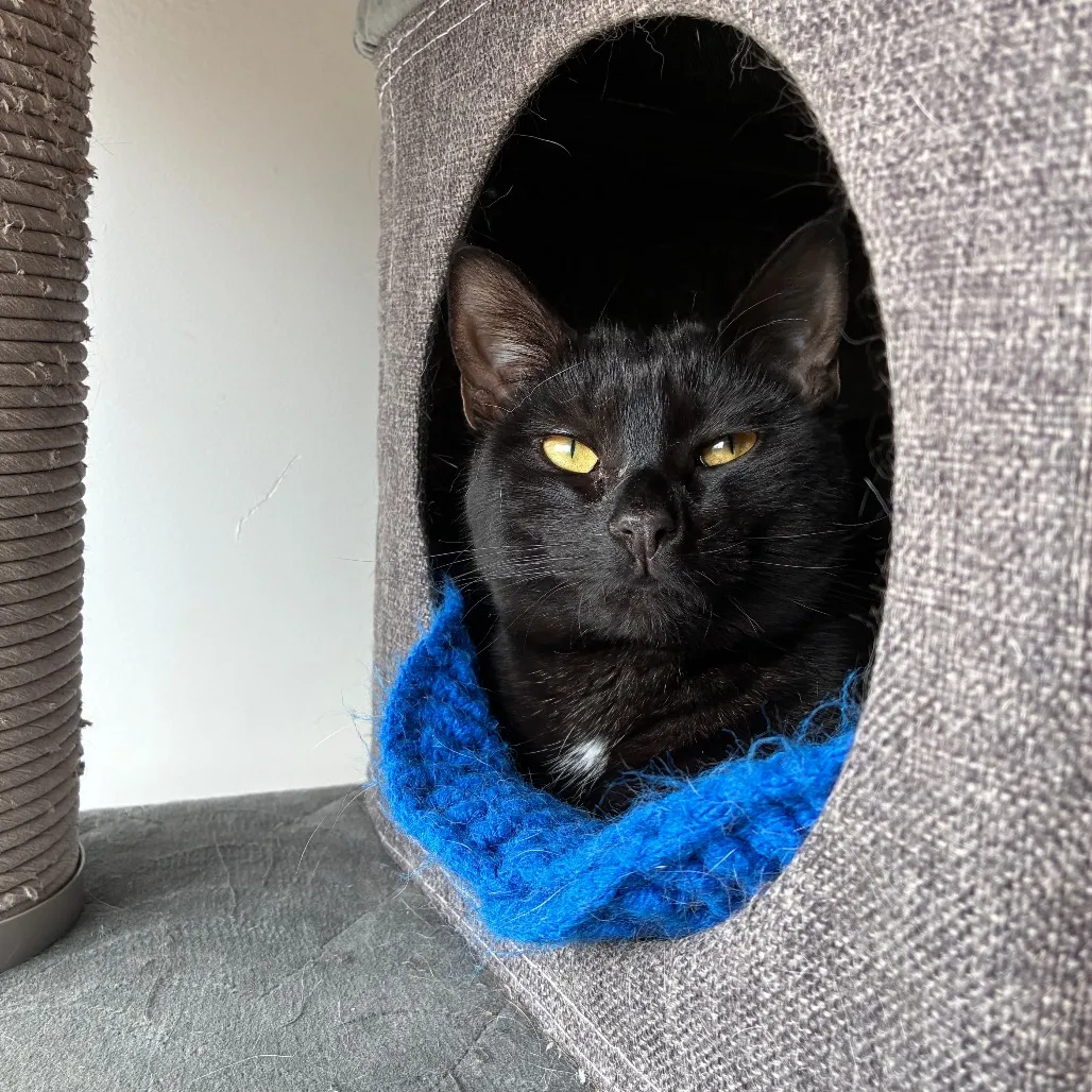 Onyx Domestic Shorthair Black None