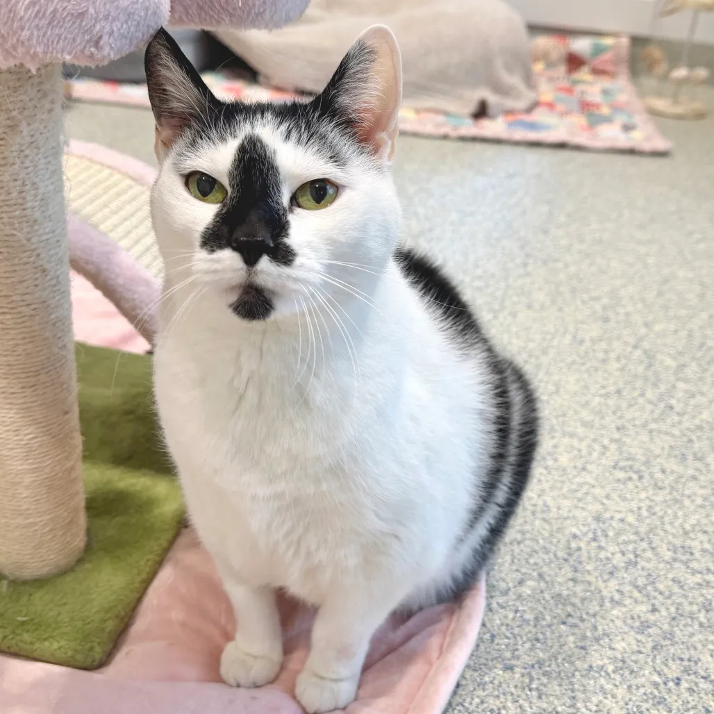 Lizzy Domestic Shorthair White/Black Tuxedo