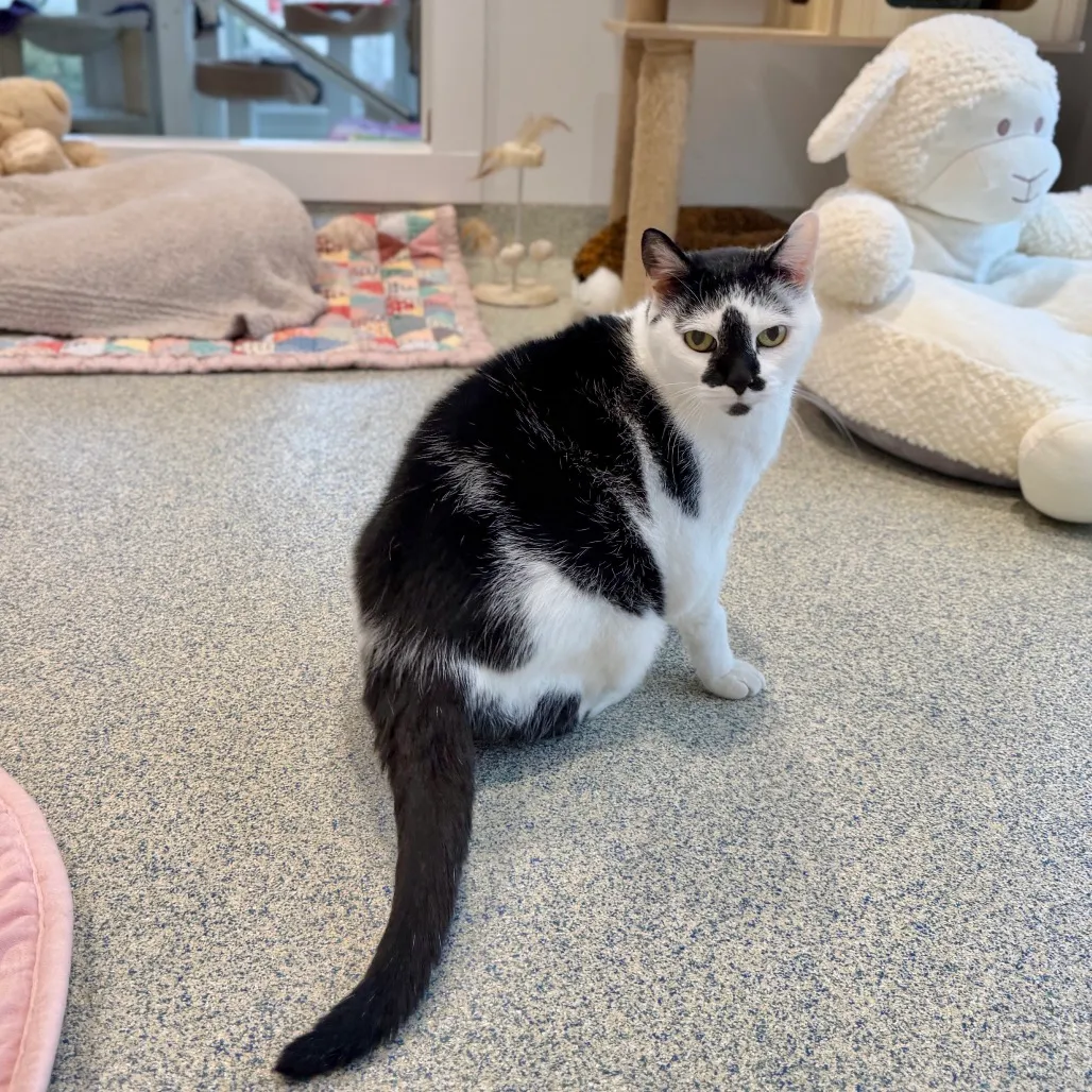 Lizzy Domestic Shorthair White/Black Tuxedo