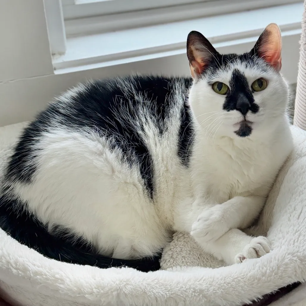 Lizzy Domestic Shorthair White/Black Tuxedo