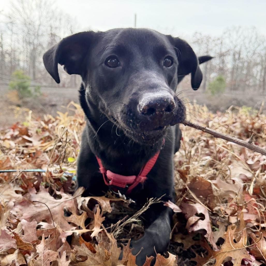 Phinjamin Retriever, Black Labrador/Mix Black None