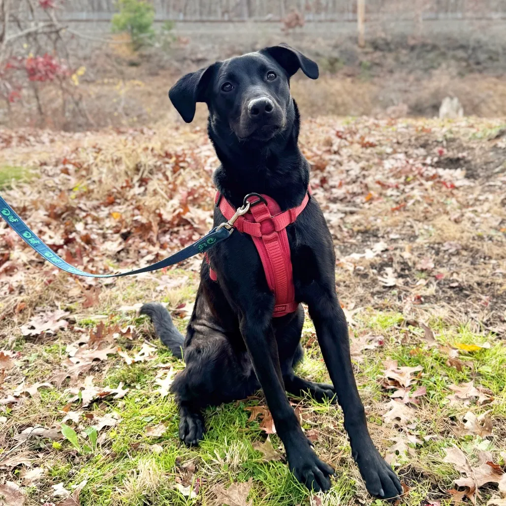 Phinjamin Retriever, Black Labrador/Mix Black None