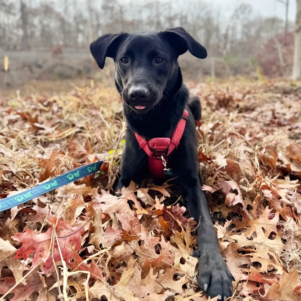 Phinjamin Retriever, Black Labrador/Mix Black None
