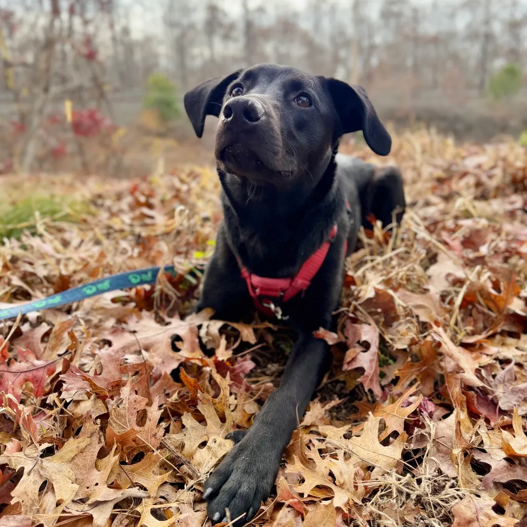 Phinjamin Retriever, Black Labrador/Mix Black None
